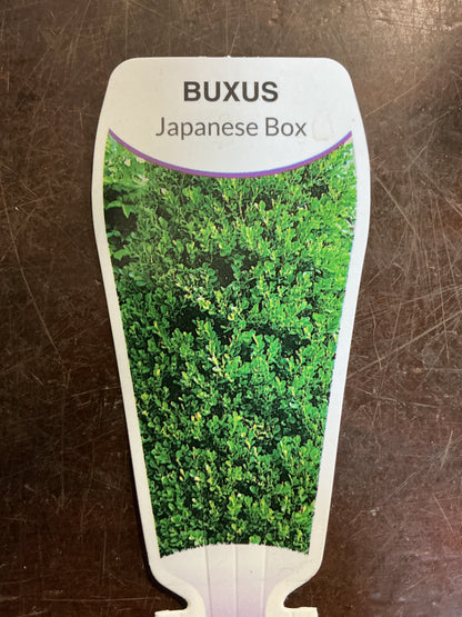 Buxus ‘Japanese  Box’
