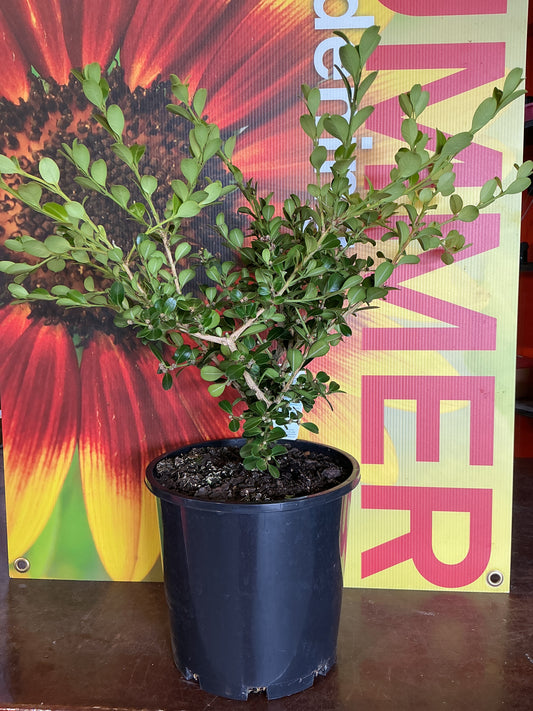Buxus ‘Japanese  Box’