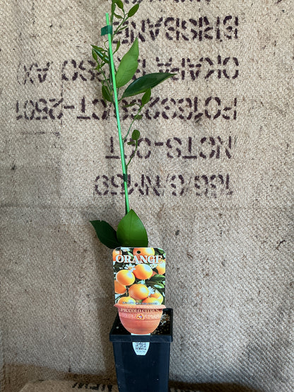 'Piccolo' Washington Navel Orange (Grafted Dwarf)