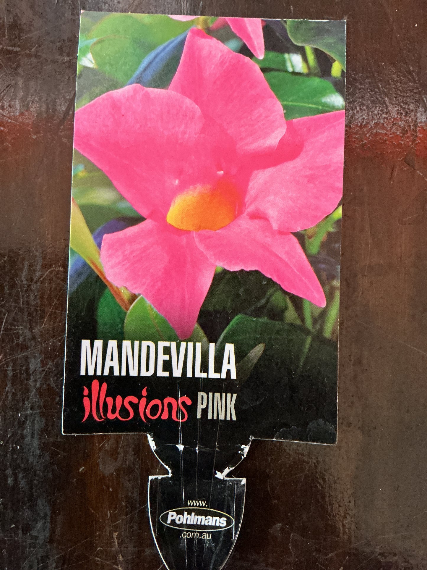 Mandevilla ‘Illusions Pink’