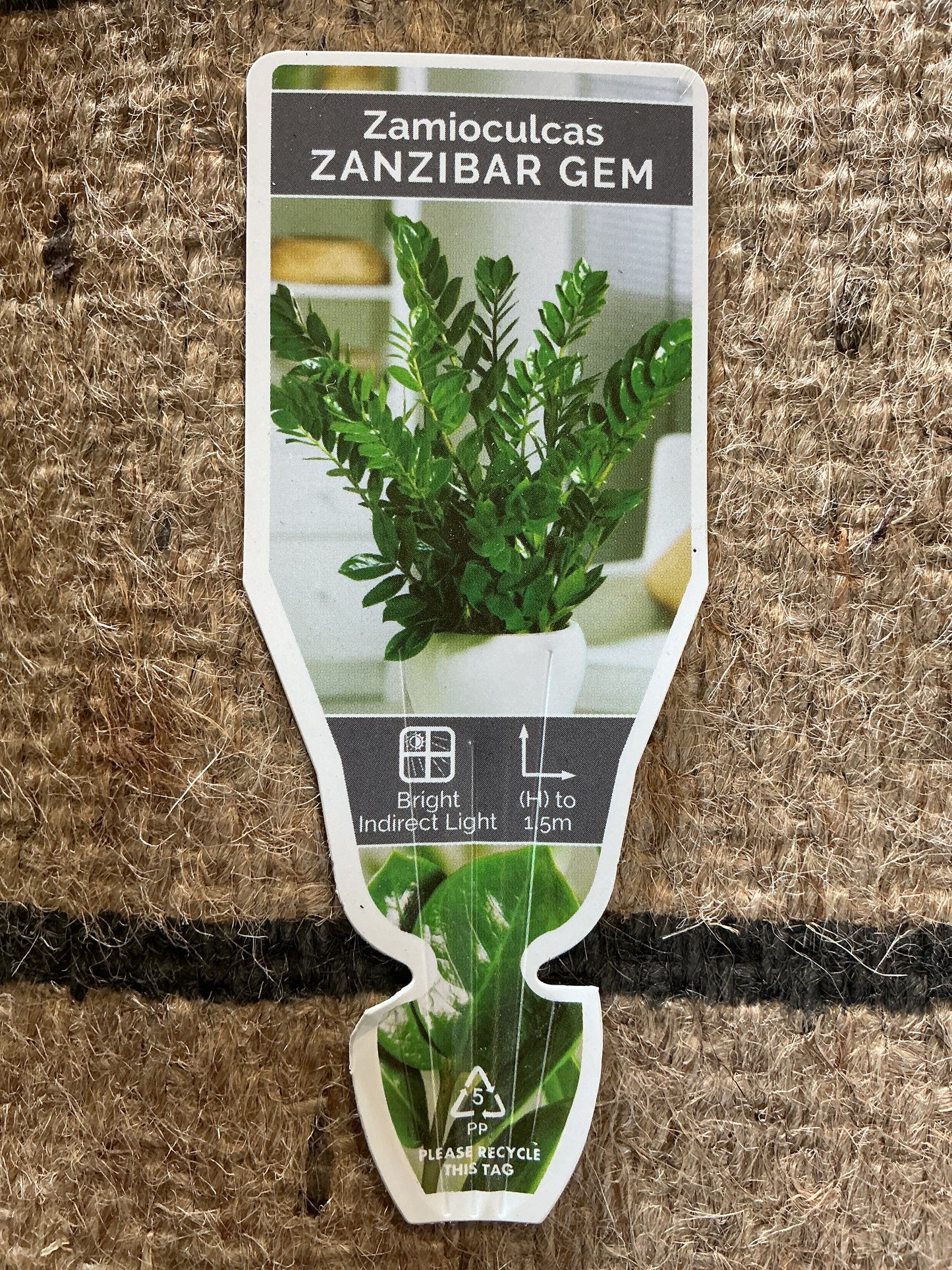 Zanzibar Gem