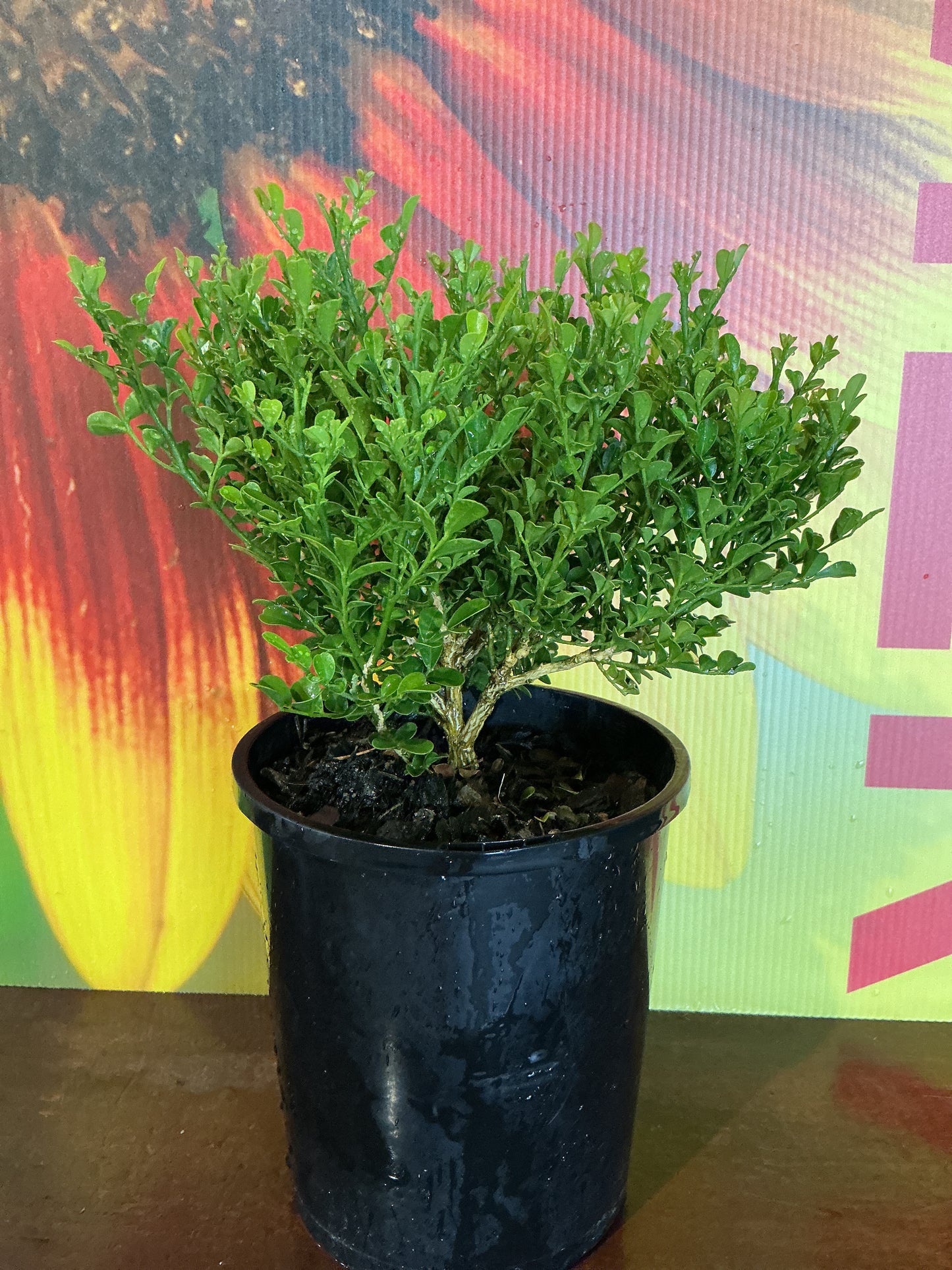 Dwarf Murraya ‘Little Dinky’
