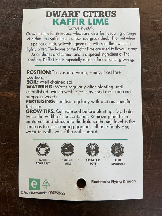 Dwarf Lime Kaffir