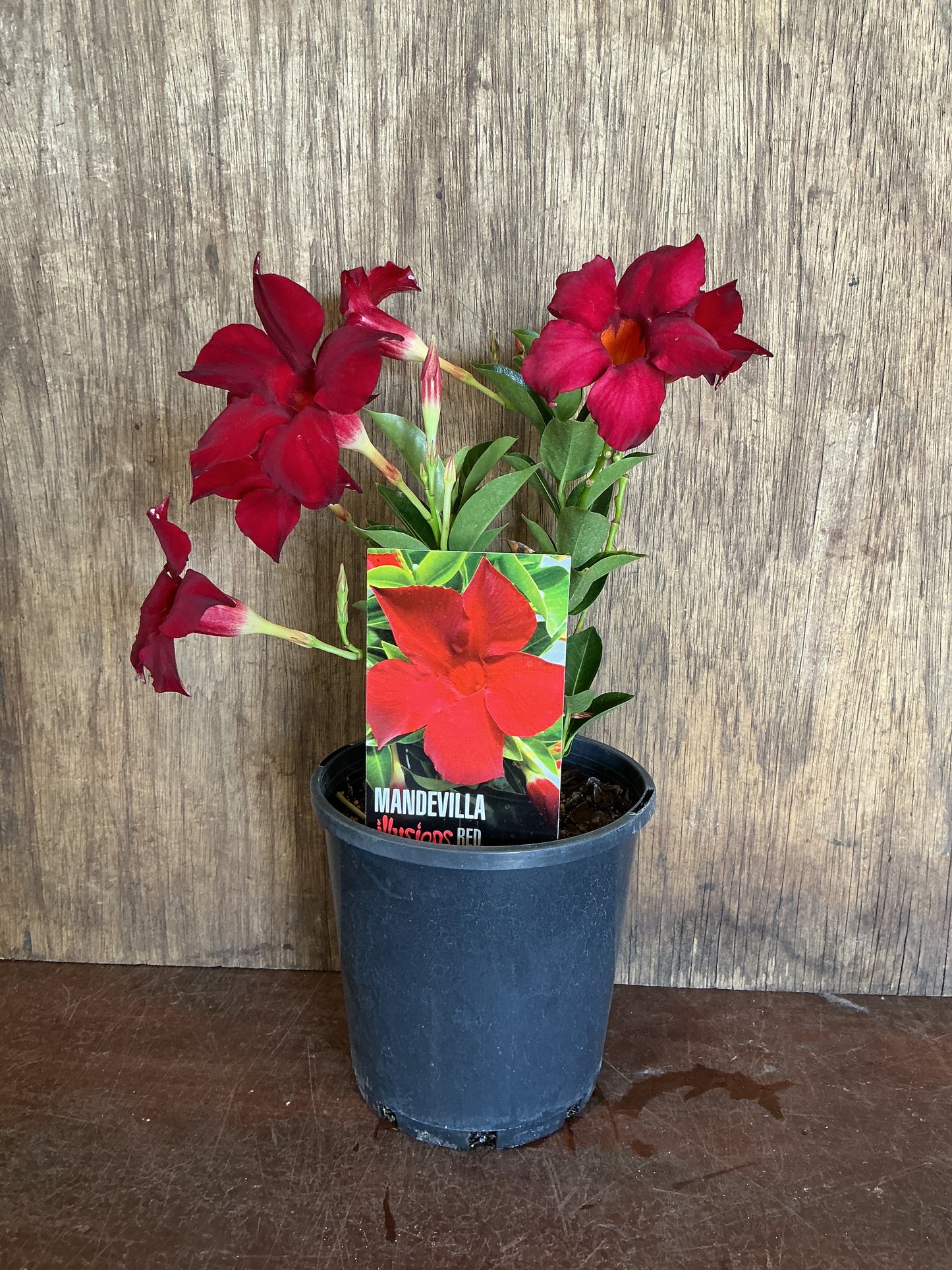 Mandevilla ‘Illusions Red’