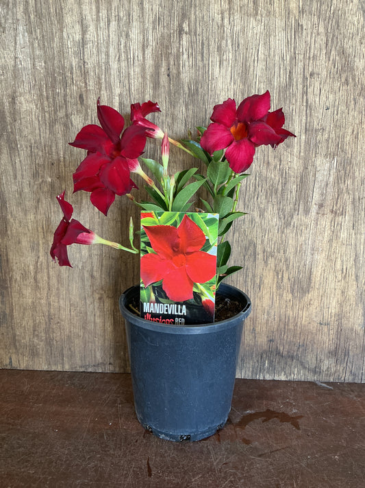 Mandevilla ‘Illusions Red’