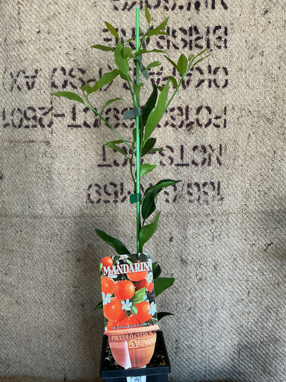 'Piccolo' Emperor Mandarin (Grafted Dwarf)