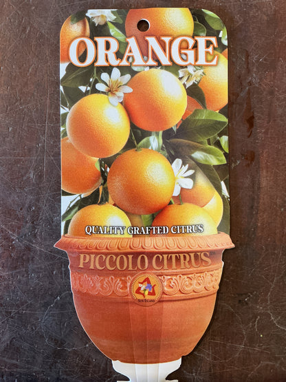 'Piccolo' Washington Navel Orange (Grafted Dwarf)