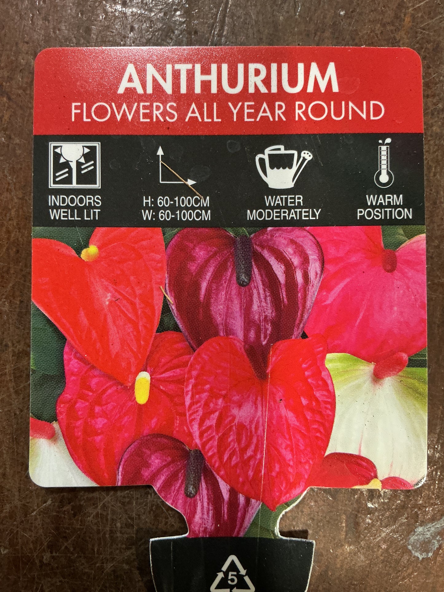 Flowering Anthurium 180mm