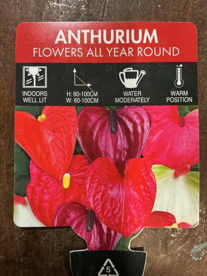 Flowering Anthurium 180mm