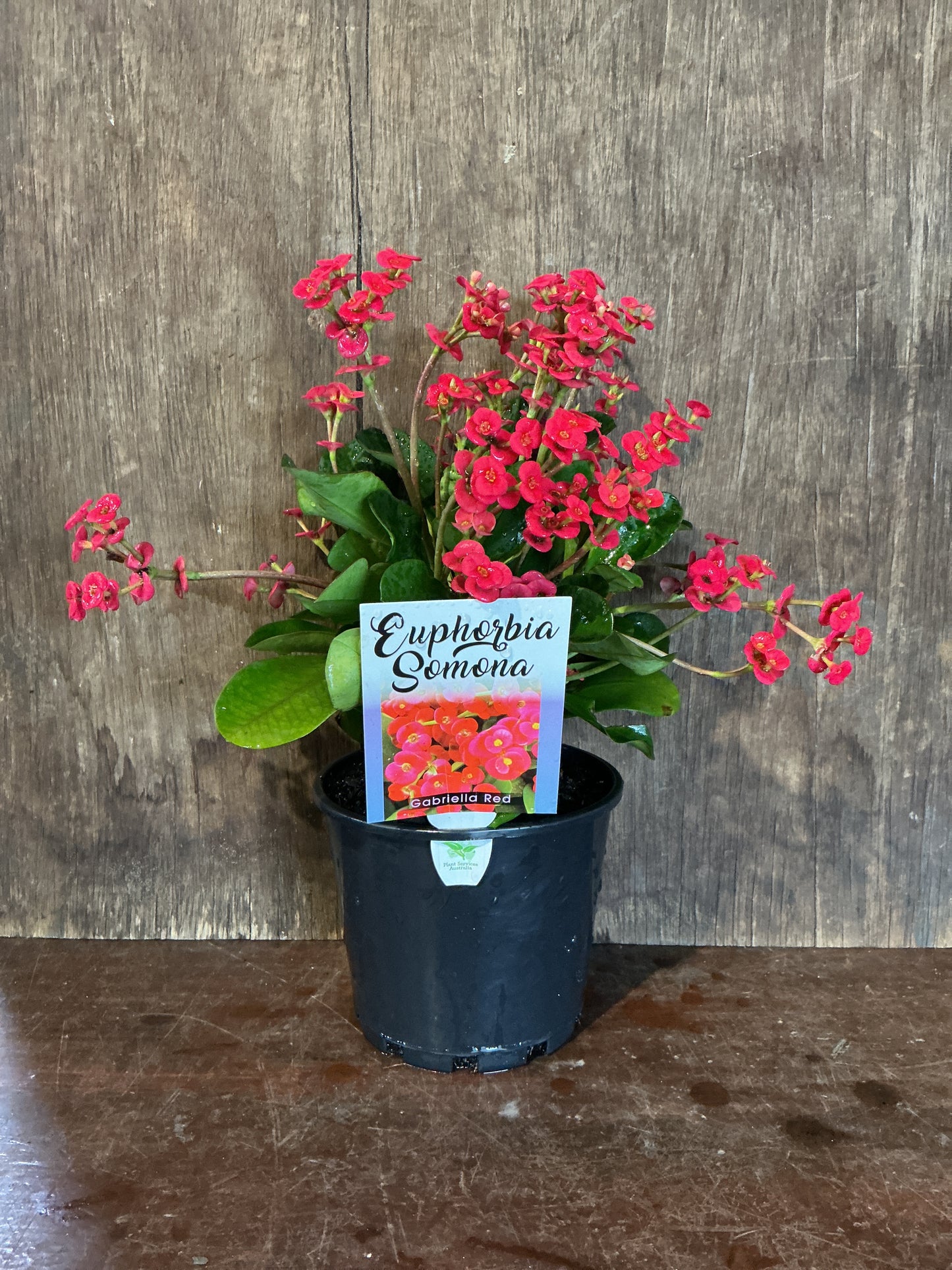 Euphorbia somona ‘Gabriella Red’