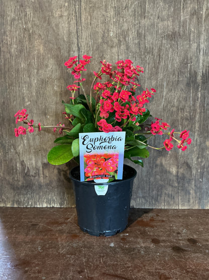 Euphorbia somona ‘Gabriella Red’