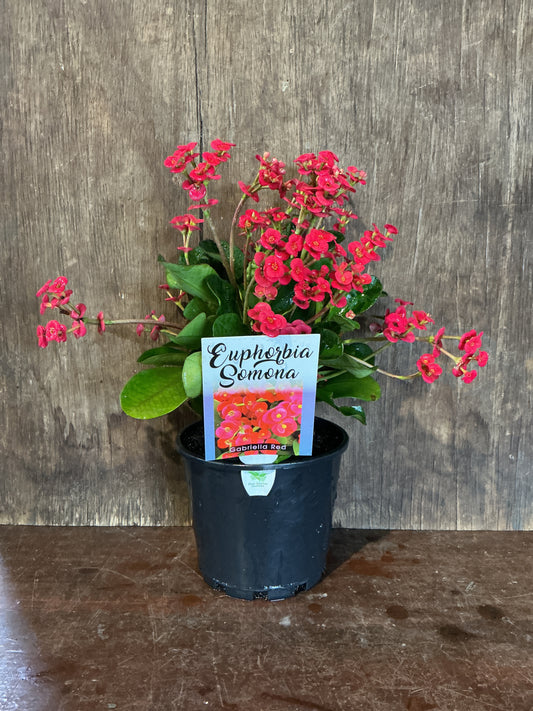 Euphorbia somona ‘Gabriella Red’