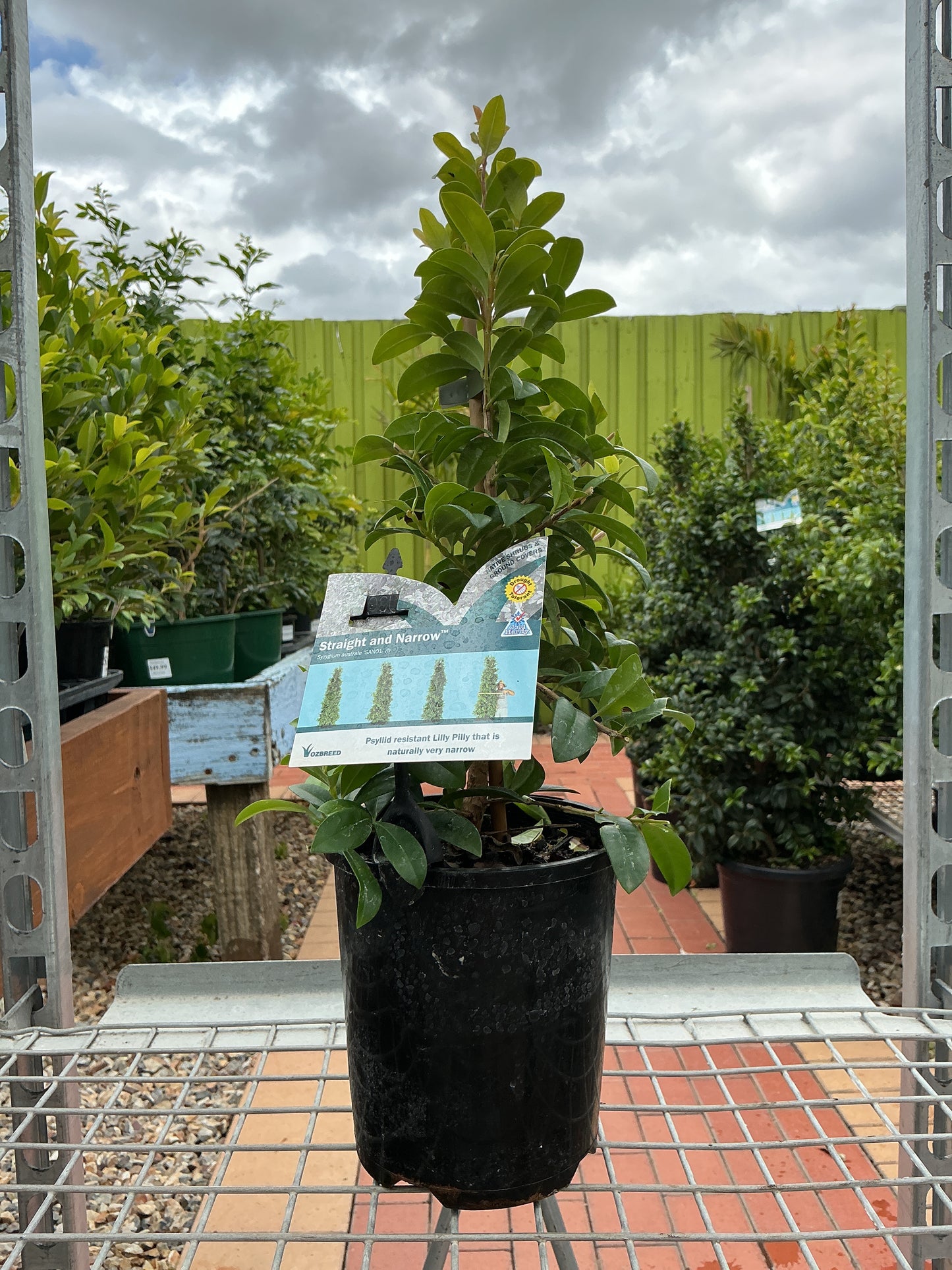 Lilly Pilly Straight and Narrow (Syzygium australe 'SAN01')