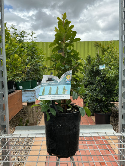 Lilly Pilly Straight and Narrow (Syzygium australe 'SAN01')