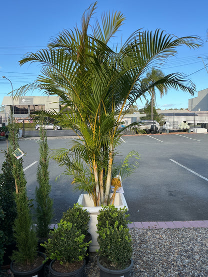 Golden Cane Palms