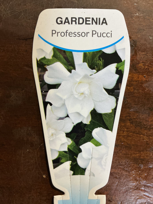 Gardenia 'Professor Pucci'