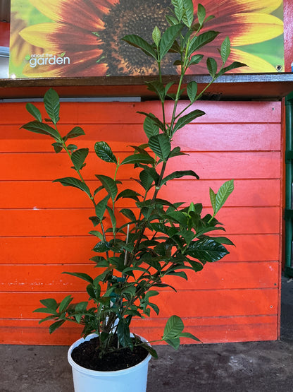 Gardenia 'True Love'