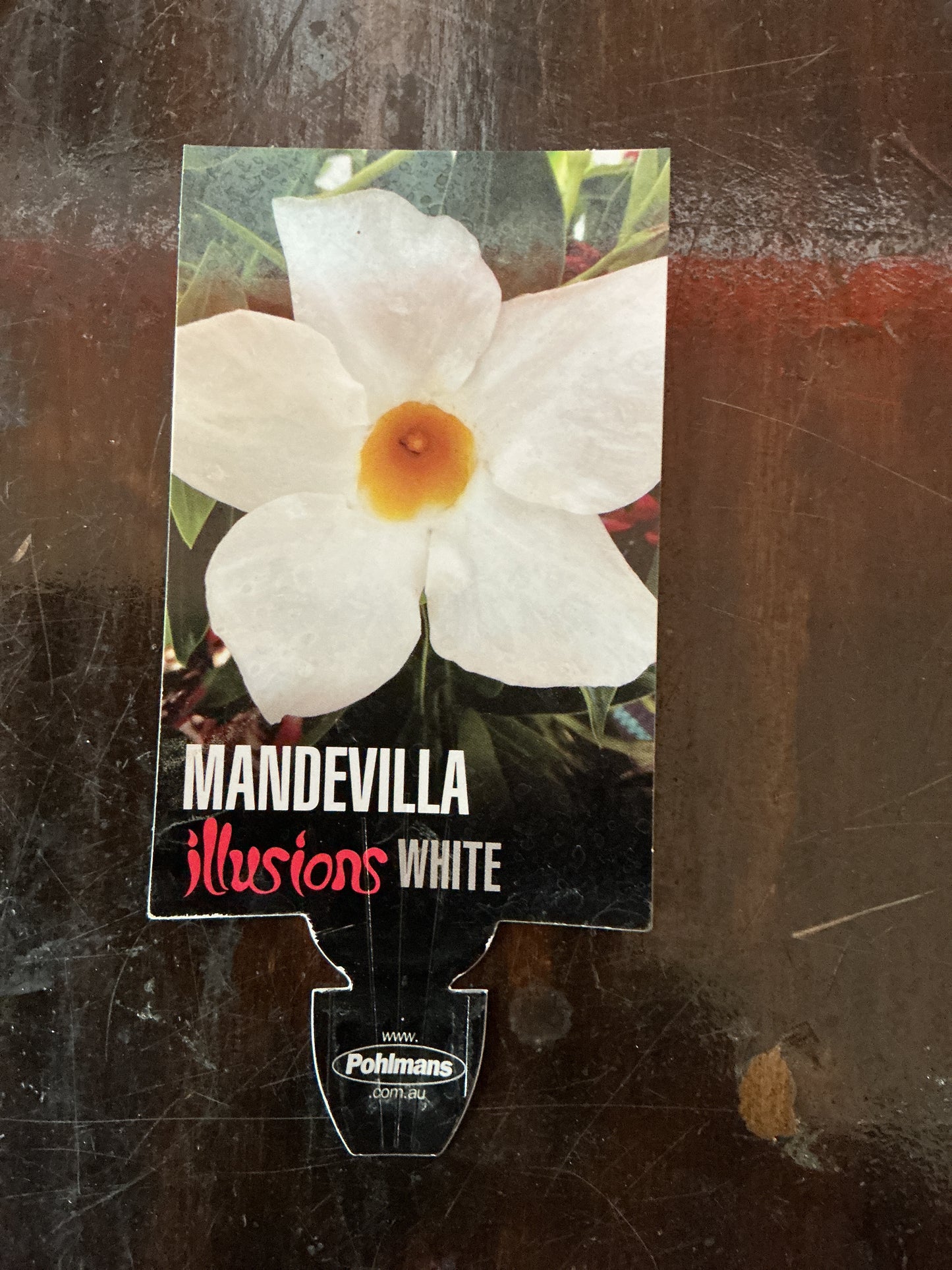 Mandevilla ‘Illusions White’