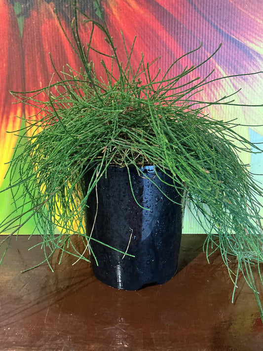 Casuarina Cousin It