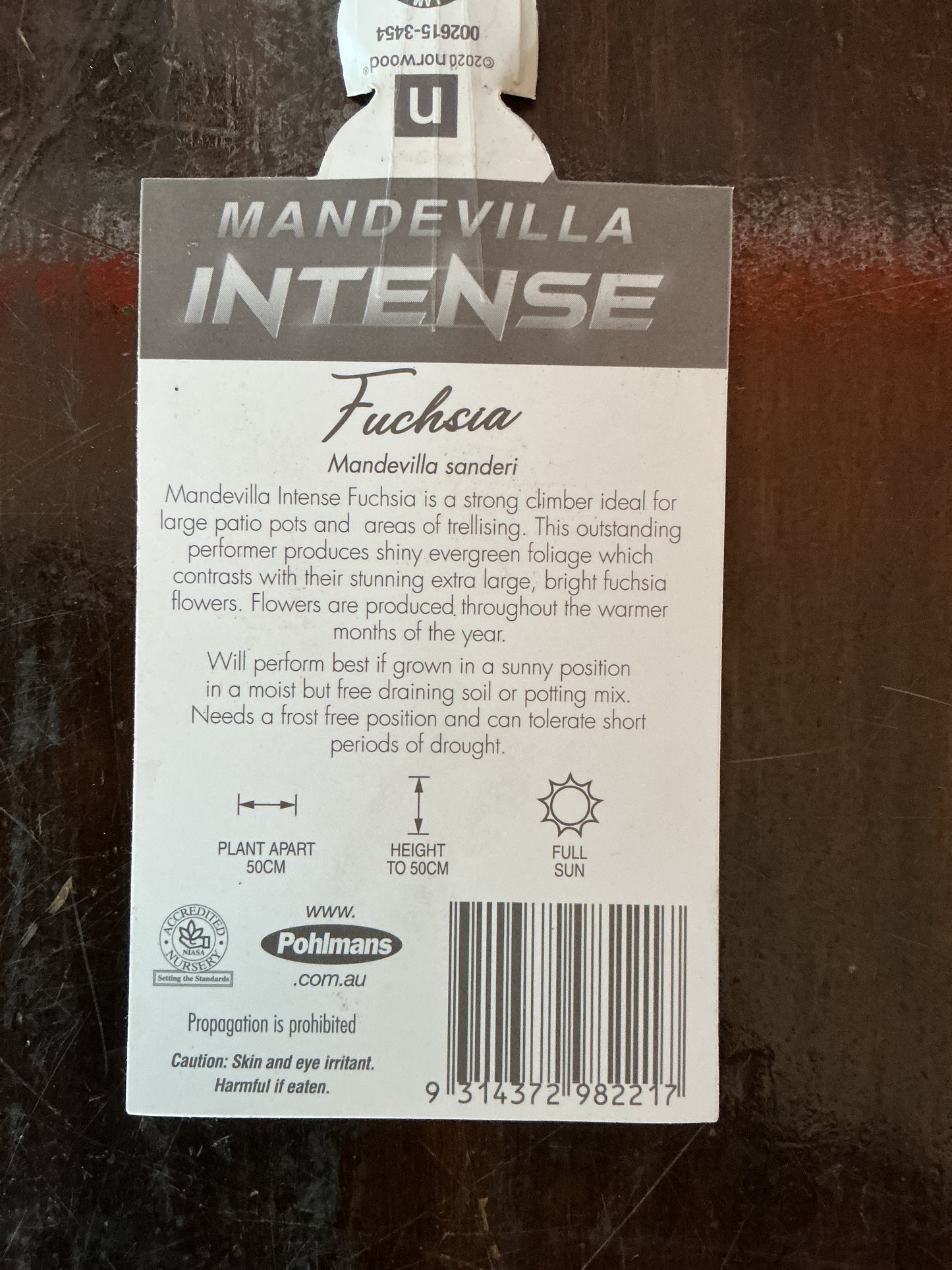 Mandevilla ‘Intense Fuchsia’