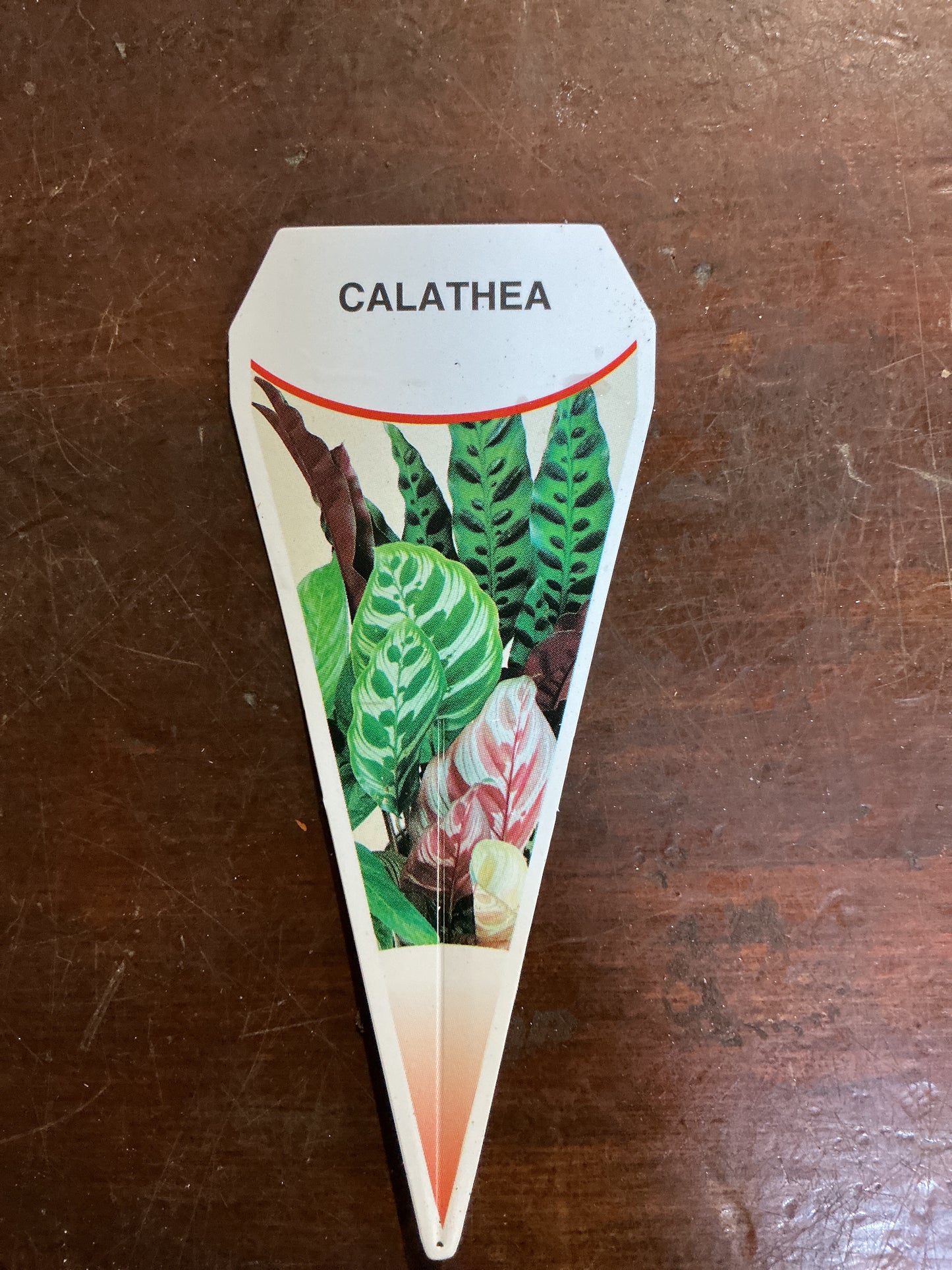 Calathea insignis ‘Rattlesnake’