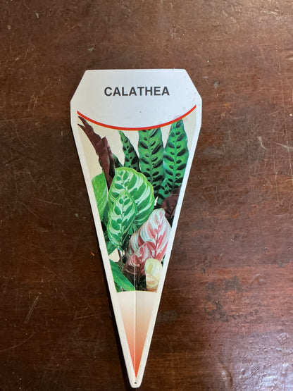 Calathea insignis ‘Rattlesnake’