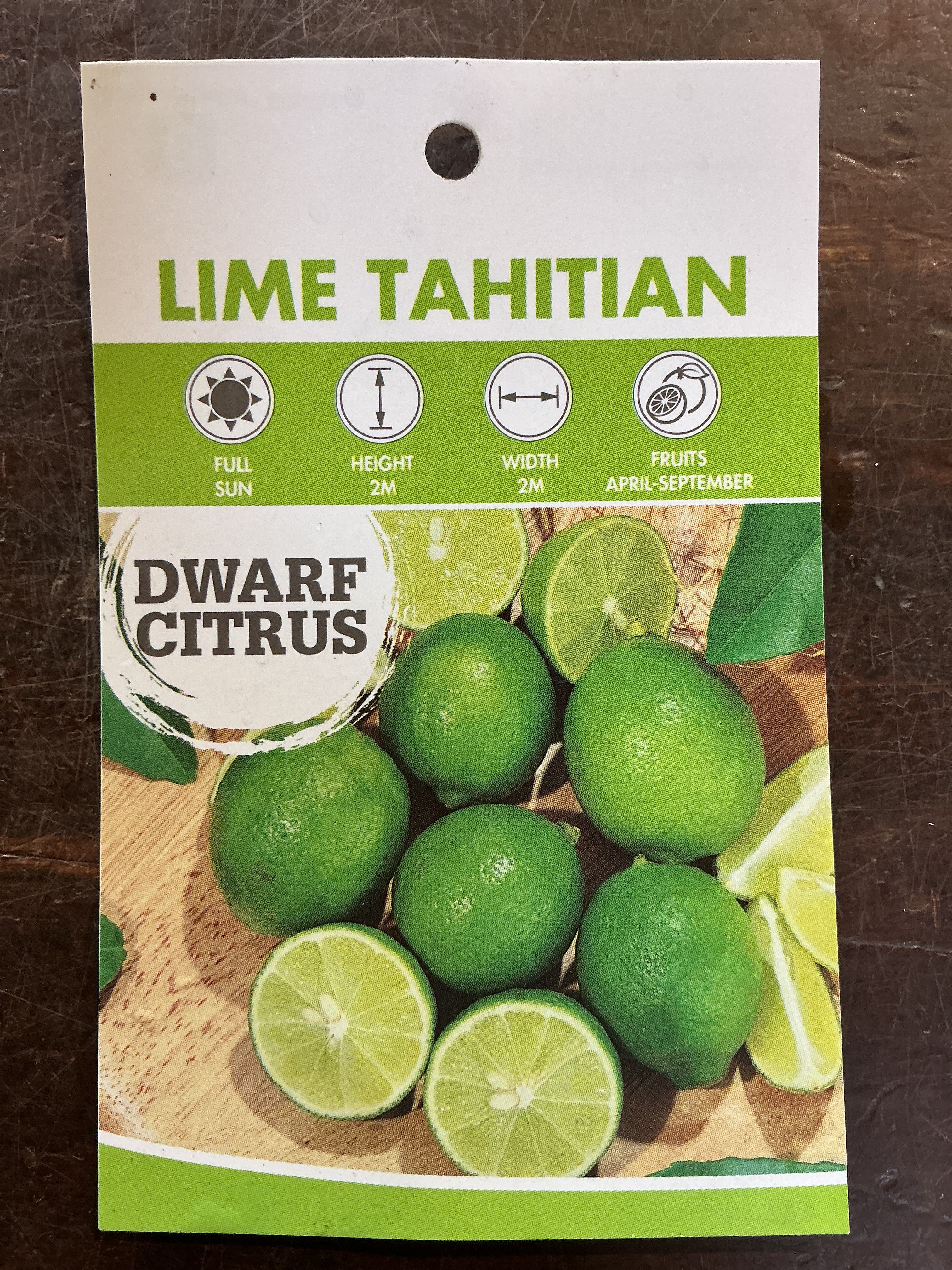 Dwarf Lime (Tahitian Lime) – Gardenwize