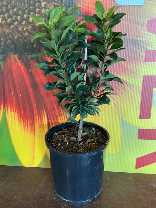 Rhaphiolepis indica ‘Snow Maiden’