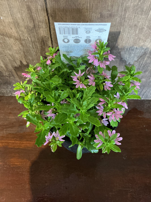 Scaevola- Pink