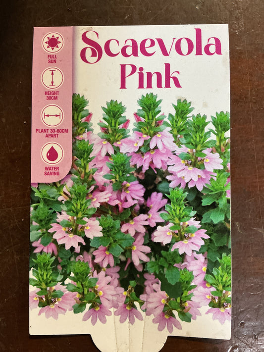 Scaevola- Pink
