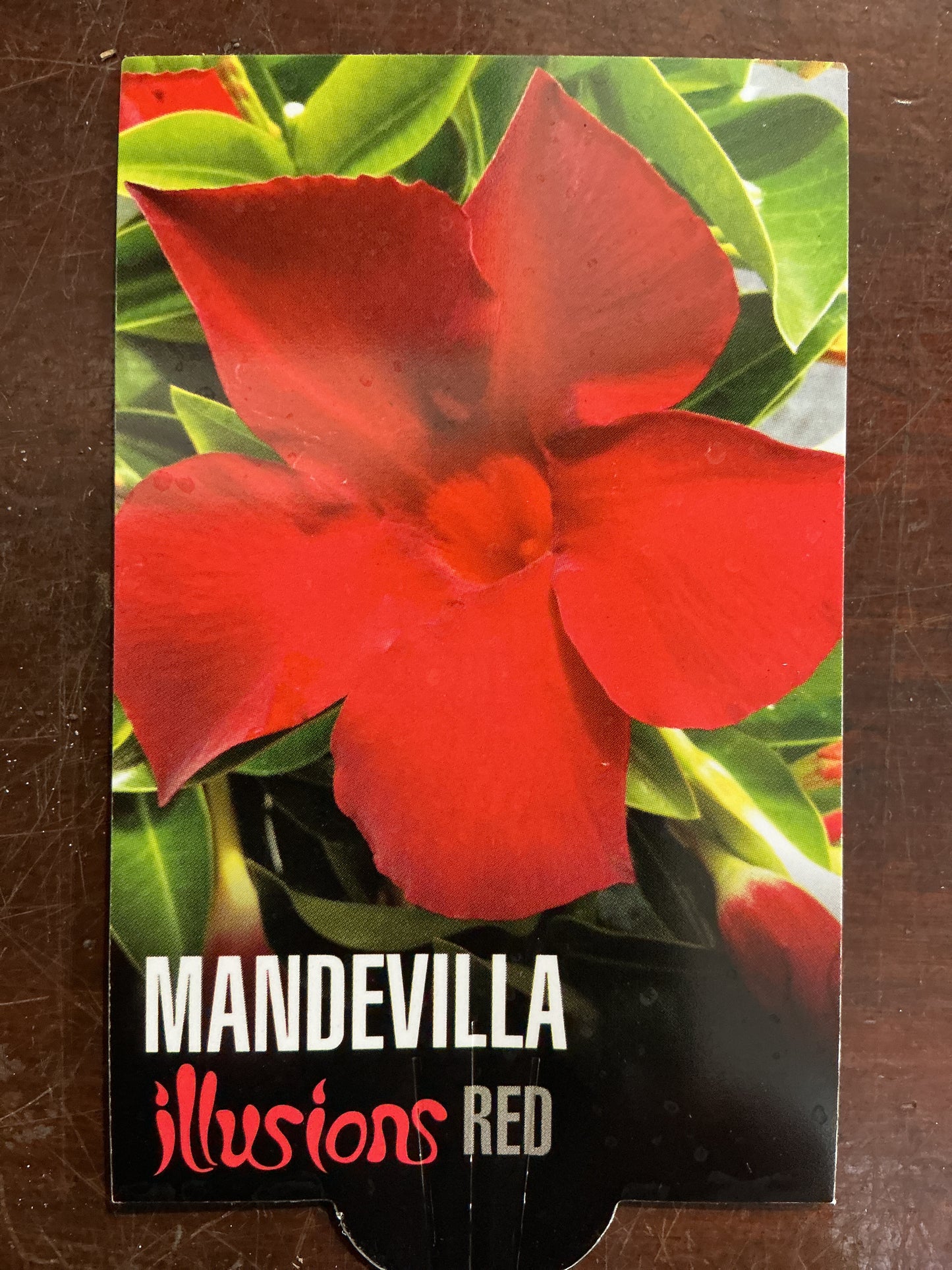 Mandevilla ‘Illusions Red’