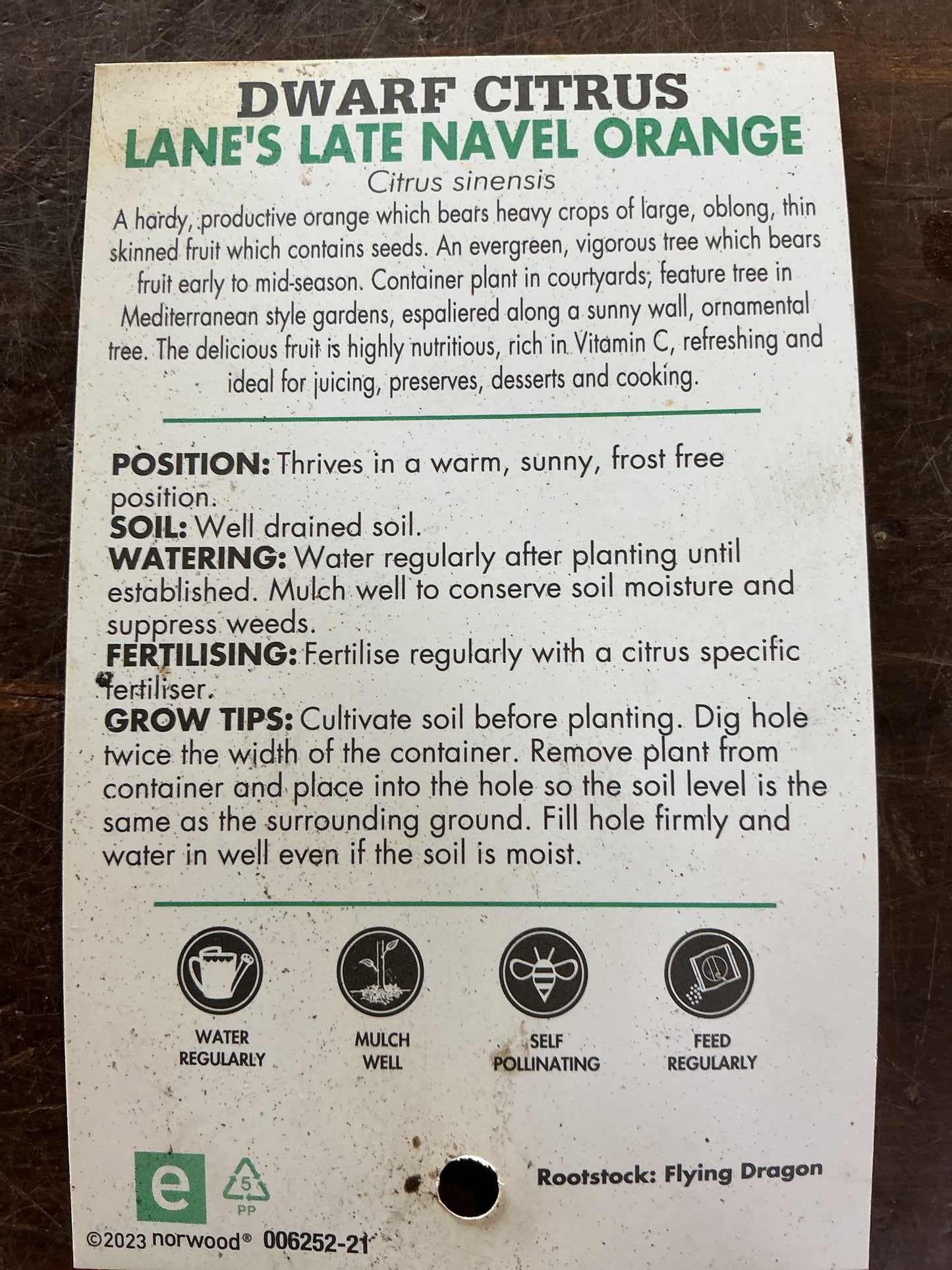 Dwarf Orange (Lane’s Late Navel)