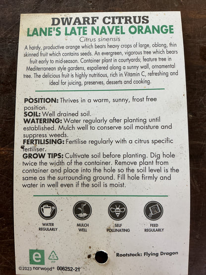 Dwarf Orange (Lane’s Late Navel)