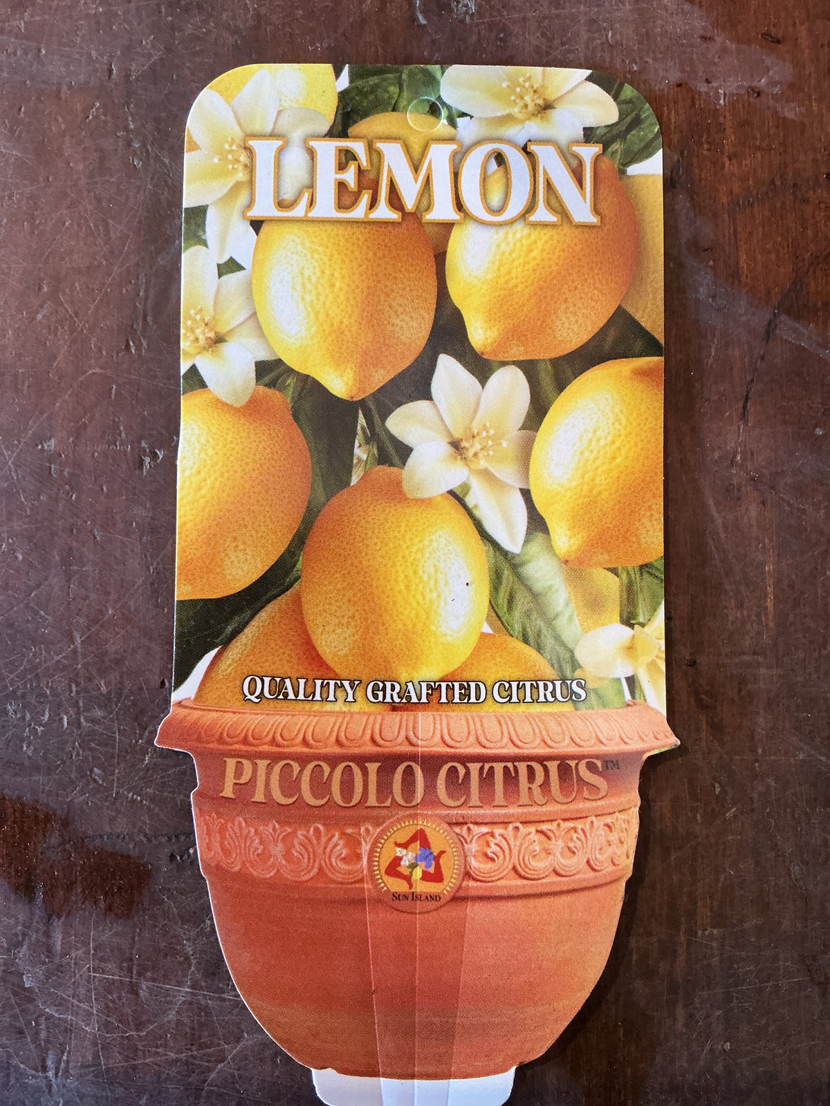 'Piccolo' Eureka Lemon (Grafted Dwarf)