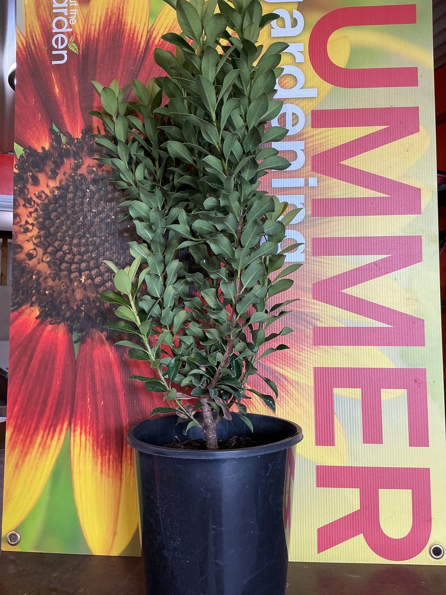 Rhaphiolepis indica ‘Snow Maiden’