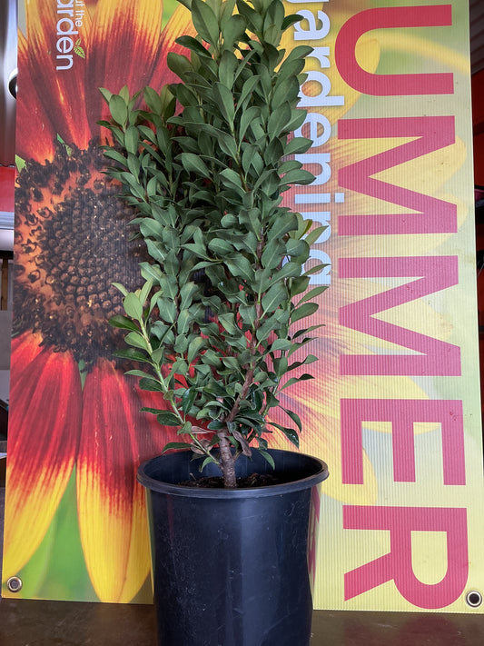 Rhaphiolepis indica ‘Snow Maiden’