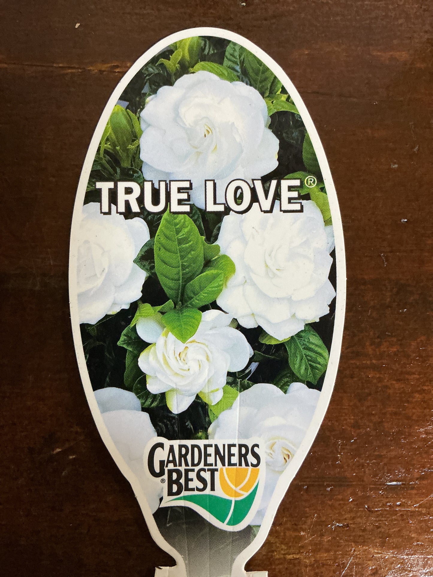 Gardenia 'True Love'
