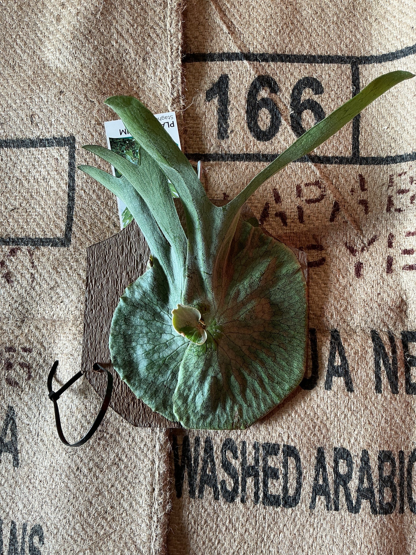 Platycerium ‘Staghorn Fern’