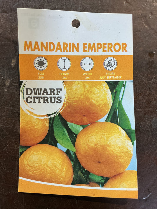 Dwarf Mandarin Emperor