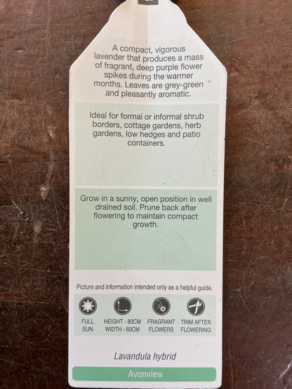 Lavender ‘Avonview’