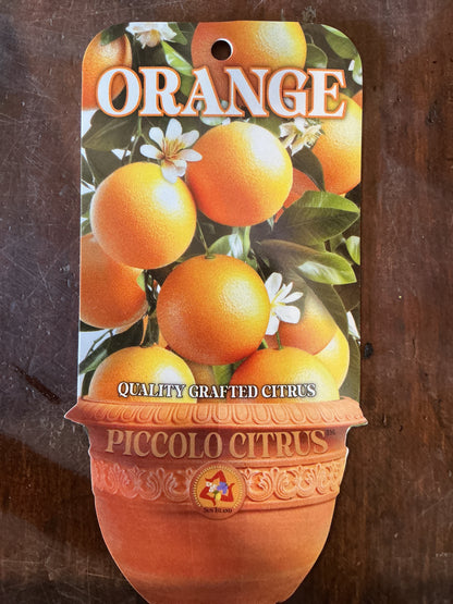 'Piccolo' Tarocco Rosso Blood Orange (Grafted Dwarf)