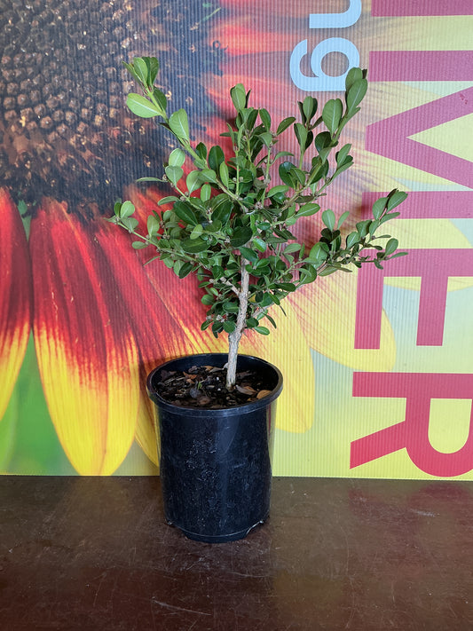 Buxus ‘Japanese  Box’