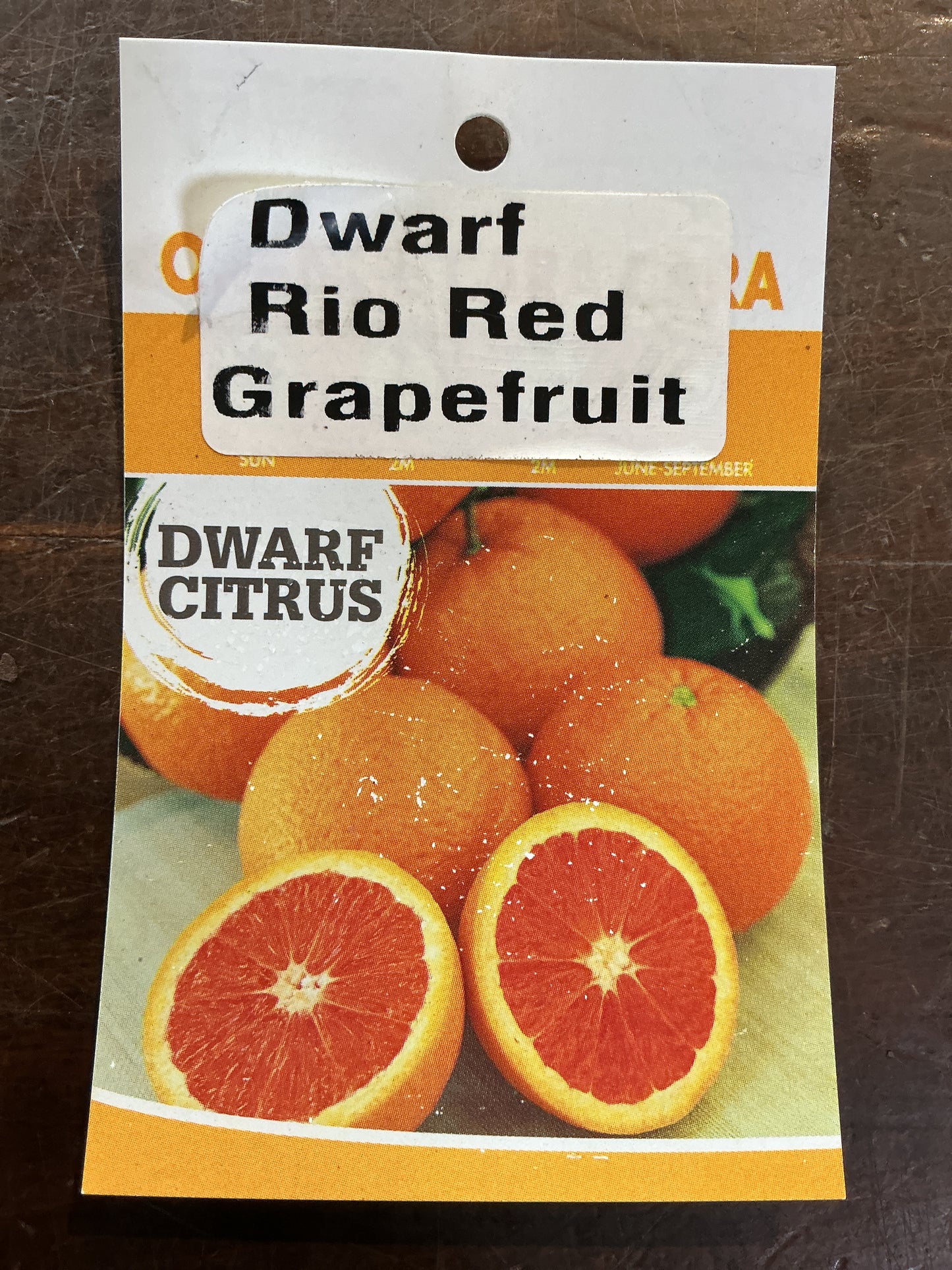 Dwarf Grapefruit (Rio Red)