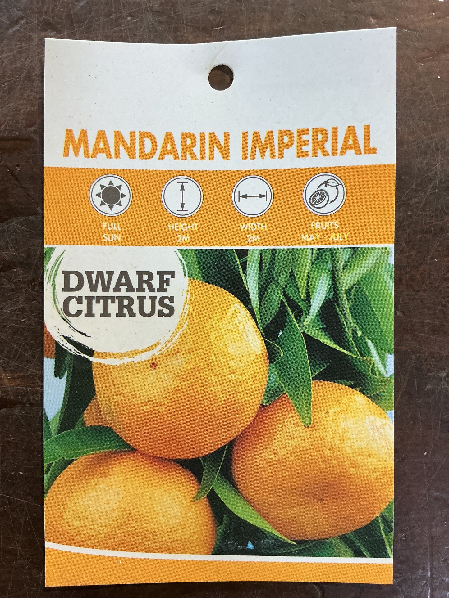 Dwarf Mandarin Imperial