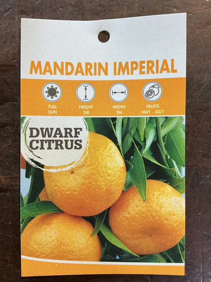 Dwarf Mandarin Imperial