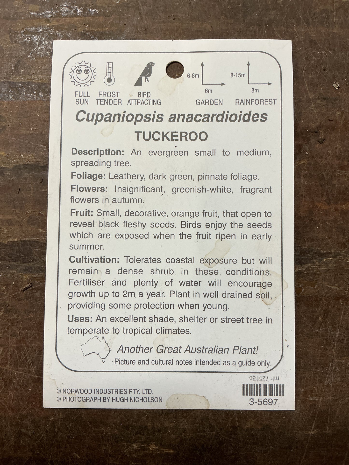 Tuckeroo (Cupaniopsis anacardioides)