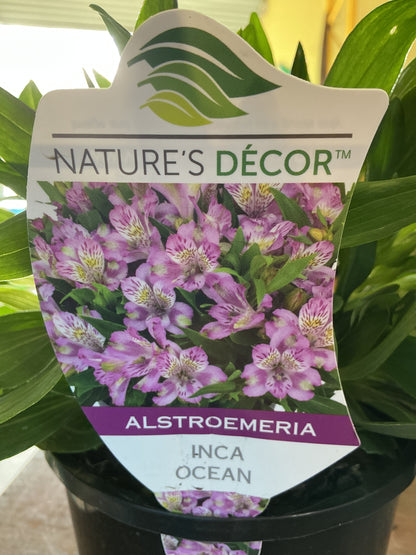 Alstromeria
