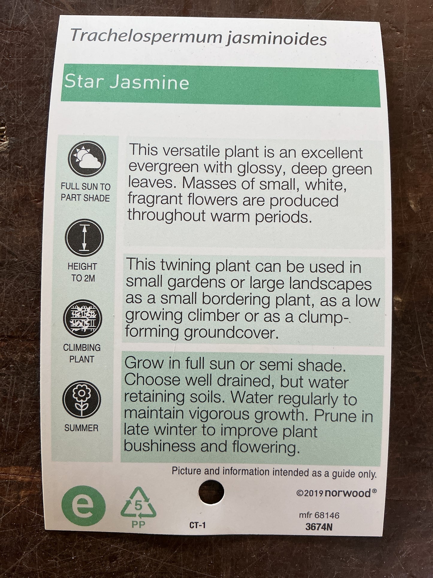 Trachelospermum jasminoides 'Star Jasmine'