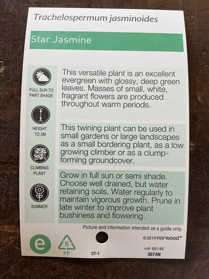 Trachelospermum jasminoides 'Star Jasmine'