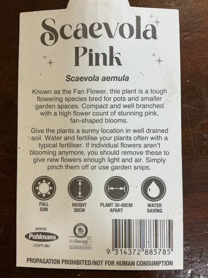 Scaevola- Pink